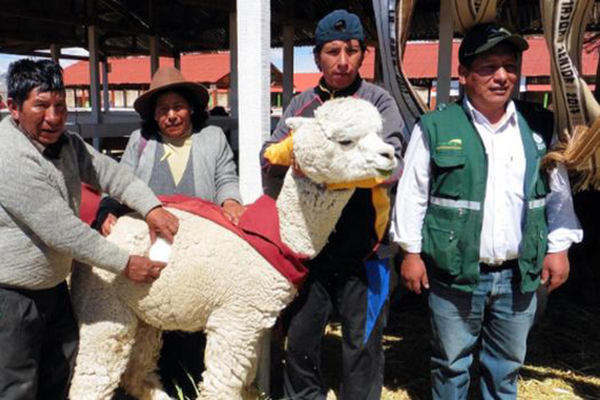 La lana de Alpaca, utilizada para un concurso internacional en Francia - El  Café Latino