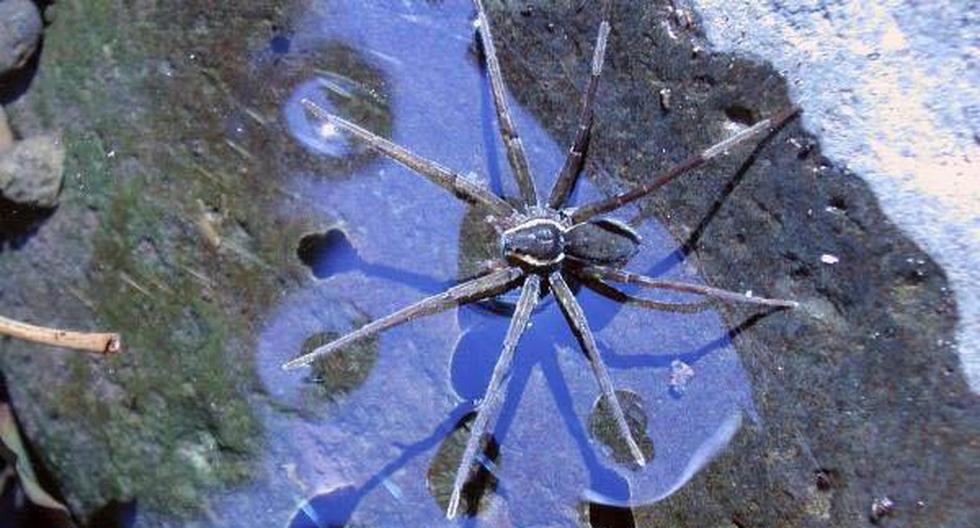 En Australia, las arañas acuáticas tienen nuevo nombre. (Foto: EFE)