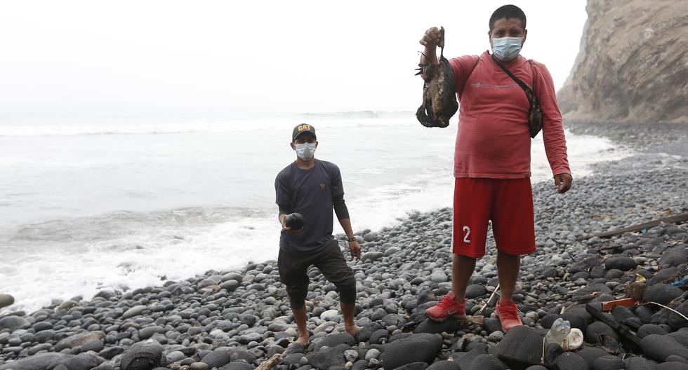 Los pescadores Misael y Luis sostienen en sus manos un ave muerta y una roca impregnada de crudo en la playa El Pedregal. (Foto: Jorge Cerdán)