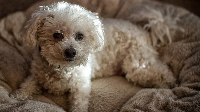 ¿Sabes qué hay en la cama de tu perro? - 1