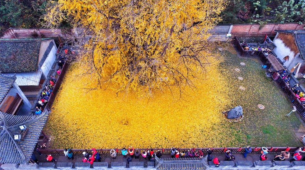 El árbol de 1400 años que maravilla a todos en China | VAMOS | EL COMERCIO  PERÚ
