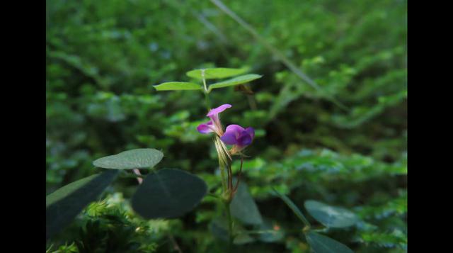 Ocho plantas medicinales para depurar el organismo - 2