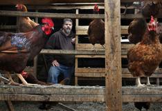 EEUU: Roban 200 gallinas que ponen huevos de colores en California