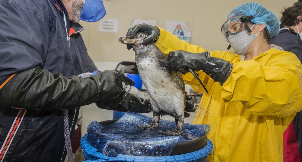 Los expertos piden que los animales no sean lavados cuando son rescatados por voluntarios ya que puede ser contraproducente. (Foto: Max Cabello / Mongabay Latam)