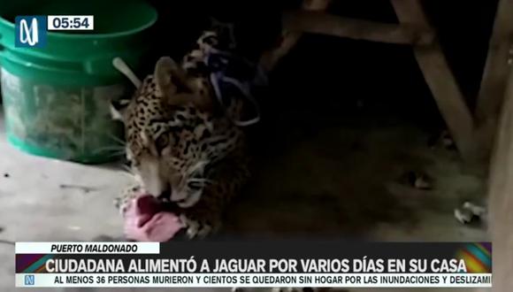 Ciudadana alimentó a jaguar por varios días en Puerto Maldonado. (Foto: Canal N)
