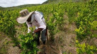Día del campesino: Productividad del agro local entre las más bajas de la región