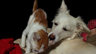 WUF: ‘Raylan’, el perro que cuida y da mucho amor a dos pequeños gatos
