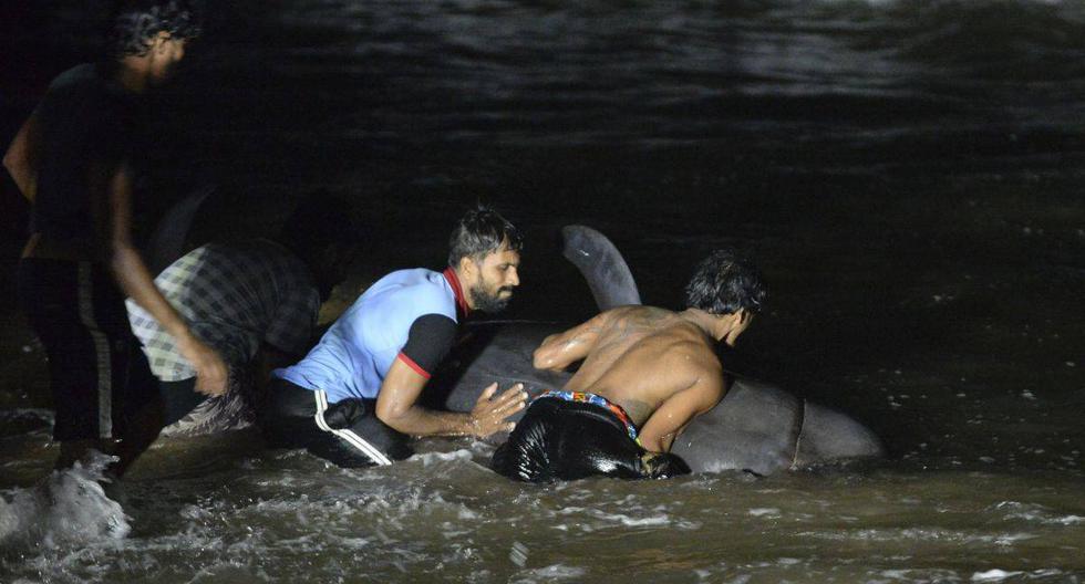 Después de una extenuante operación de salvamento, los marinos, guardacostas y voluntarios presentes consiguieron el martes de madrugada devolver al mar a cerca de 120 calderones. (Foto: LAKRUWAN WANNIARACHCHI / AFP)