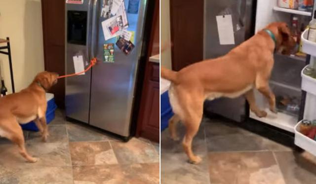 El perro abrió sin problemas el refrigerador para ayudar a su dueño a preparar un sándwich. (YouTube: ViralHog)