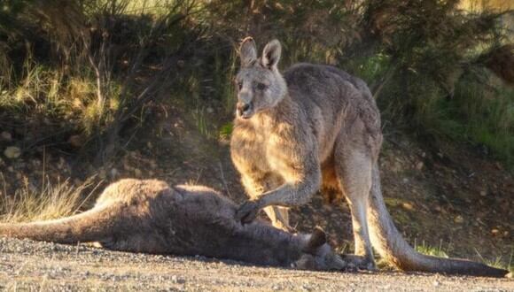 Un canguro fue fotografiado lamentando la muerte de su compañera embarazada al lado de un camino en Australia tras haber sido embestida por un automóvil. | Crédito: Pam Rixon/Australian Society for Kangaroos en Facebook.