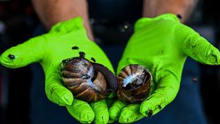 “Si ves uno, ni lo toques ni te lo comas”: la advertencia en EE.UU. por la presencia de peligrosos caracoles gigantes africanos