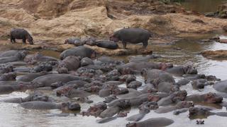 Muerte por heces de hipopótamos: los científicos resuelven una masacre de peces en Kenia