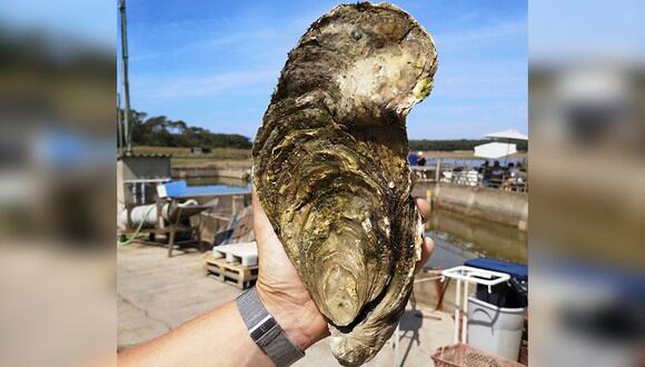 Una ostra gigante de 1,4 kilos encontrada en la costa atlántica de Francia. (AFP)