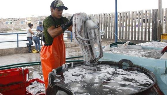 La exportación de pota comienza a recuperarse. (Foto: Difusión)