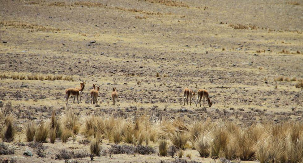 Vamos: Pampa Galeras, La Increíble Reserva Natural Que Debes Visitar En ...