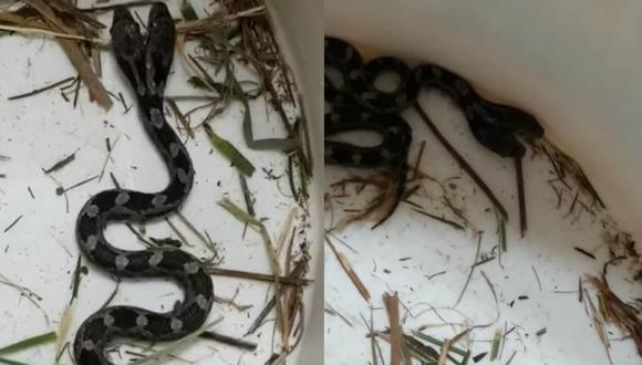 La serpiente con dos cabezas de Carolina el Norte (Estados Unidos) ha sorprendido a miles en redes sociales.| Foto: Jeannie Wilson