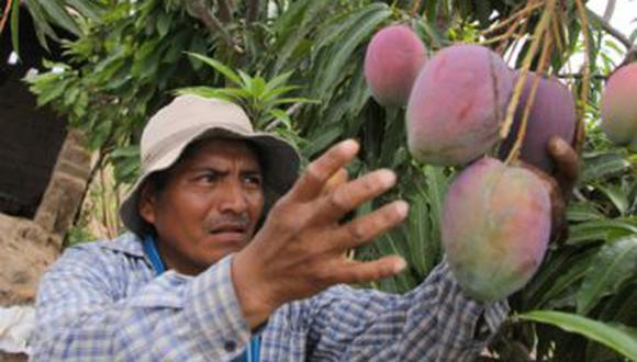 La agricultura familiar de Piura, Lambayeque y Áncash vienen participando activamente en proceso productivo del mango. (Foto: GEC)