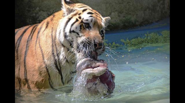 Animales de zoológico reciben comida congelada por el calor - 1