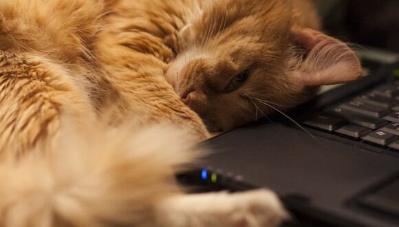 Gato cerca del teclado de una laptop. (Imagen: Pixabay)