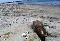 Reportan hallazgo de lobos marinos muertos en litoral de Chimbote