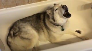 ¡Como si fuera un niño! Perro hace ‘berrinche’ porque no le permiten jugar con el agua en la bañera