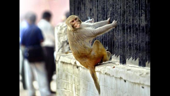 La insólita salida para echar a los monos del Parlamento indio