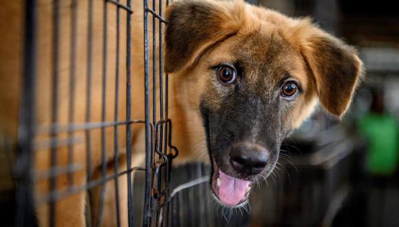 Un perro de la calle es recogido para darle refugio en Bangkok, Tailandia. (AFP).