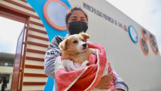 WUF: el ‘boom’ de las veterinarias municipales en el Perú
