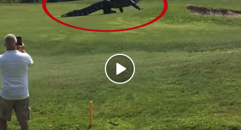 YouTube nos trae el video que ha causado conmoción en todo el mundo y es que un lagarto gigante apareció en medio de un partido de golf. (Foto: captura)