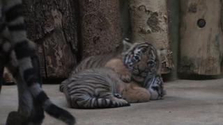 Zoológico de Praga presentó dos cachorros de tigre malayo