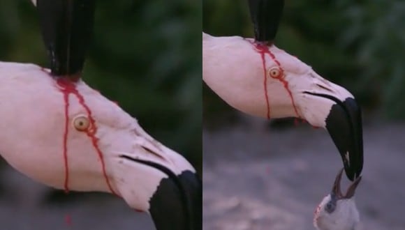 La leche cortada con sangre es un método de alimentación propio en aves como los flamencos. (Foto: Captura)