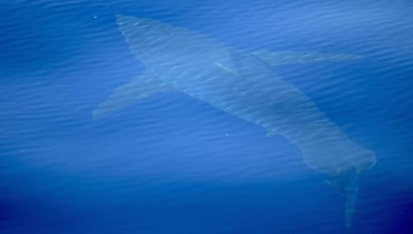 El tiburón blanco de las baleares. (Foto: Alnitak - Conservation in Action)
