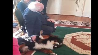 Viral: Presidente de Irlanda rasca la panza de su mascota en evento oficial 