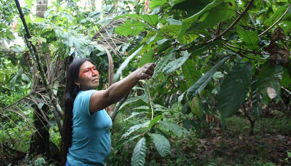Mencayn, mujer waorani, poda las plantas de cacao para que puedan crecer mejor. Foto: Valeria Sorgato.