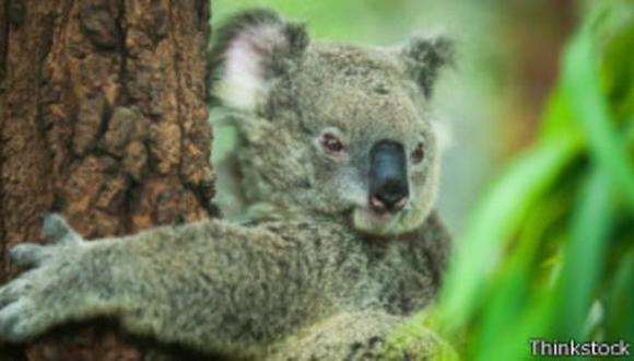 ¿Por qué los koalas se abrazan a los árboles?