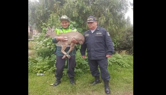 Cría de venado era acosado por un grupo de perros, en Cusco, cuando fue auxiliado por una patrulla de la policía (Foto: PNP).