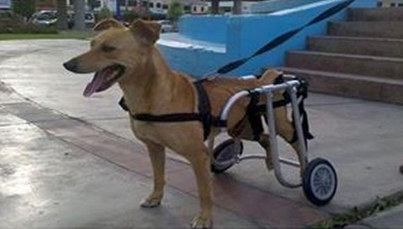 Perro que usa silla de ruedas desapareció en el Centro de Lima