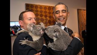 G20: Los koalas que se robaron el show durante la cita mundial