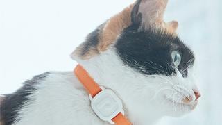 LavvieTAG: así es el ‘wearable’ para gatos que mide su actividad física y detecta síntomas de enfermedades