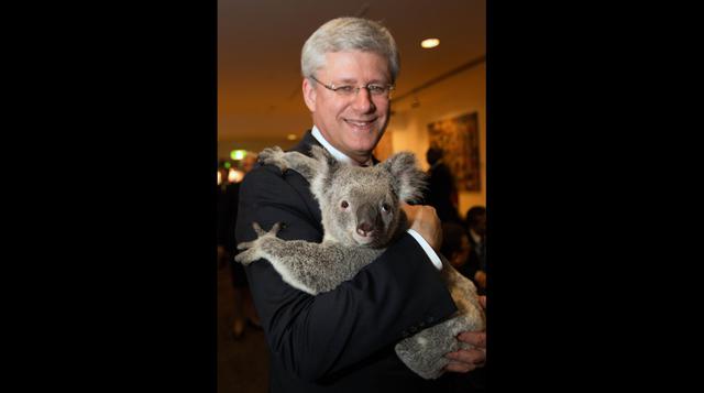 G20: Los koalas que se robaron el show durante la cita mundial - 7