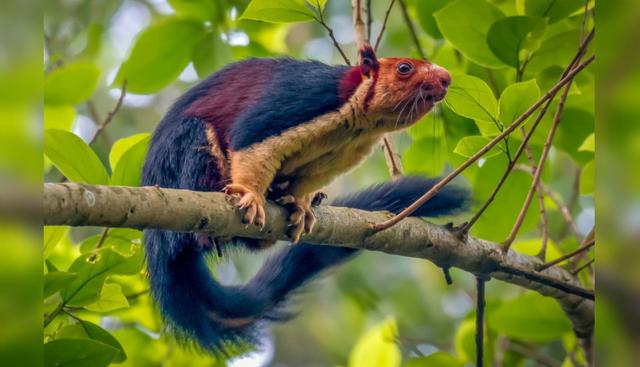 El animal fue captado en las profundidades de un bosque de la India. (Foto: SWNS/South West News Service)