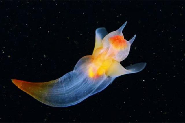 Este es la extraña criatura que fue captada en las profundidades del Mar Blanco. | Foto: YouTube/Aquatilis