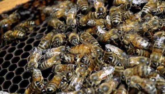 EE.UU.: Hombre de 84 años sufrió 2.000 picaduras de abeja