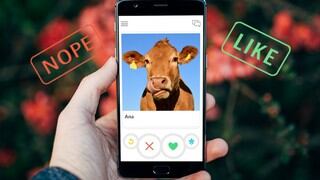 Tudder, el Tinder de granjeros que buscan pareja para sus vacas y toros