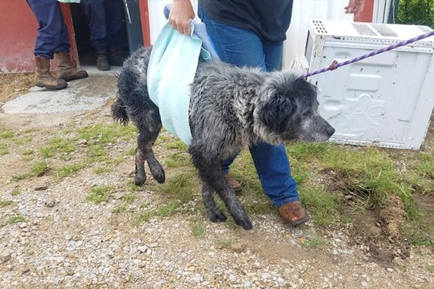 Recibió maltratos, lo atropelló un auto, le pegaron un balazo y ahora busca una nueva vida. (Dallas Dog - Rescue.Rehab.Reform)