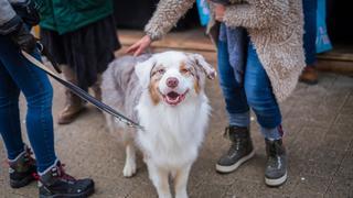 Tu perro puede ser albino y no lo sabes: toma nota de los cuidados