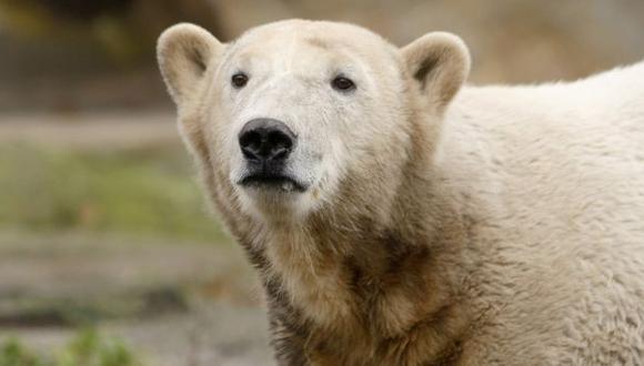 Resuelven misterio de la muerte del famoso oso polar Knut