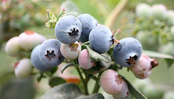 Sierra Exportadora busca mayor exportación de berries peruanos