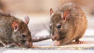 “Si comes aquí, estás cenando con ratas”: la plaga de roedores en Nueva York por las terrazas de los restaurantes 