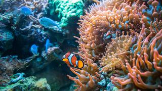 Día de la Tierra: iniciativa busca devolverle la vida a los arrecifes de coral a través de experiencias inmersivas